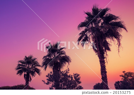Silhouette of palm trees against pink dawn sky Silhouette of palm trees against pink dawn sky 20153275