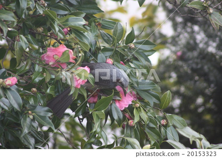 Brown-eared bulbul Brown-eared bulbul 20153323