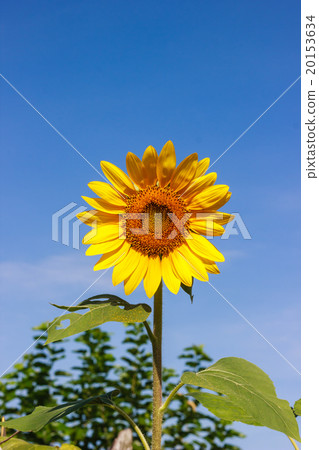 sunflower in the field on a sunny day 20153634