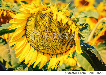 Ripe Sunflower Ripe Sunflower 20153658