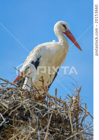 Storks in the Nest 20153660