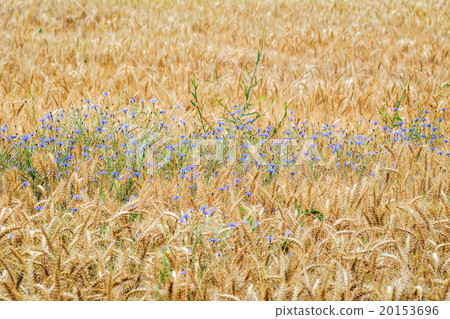 Cornflowers in Rye Cornflowers in Rye 20153696