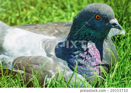 Portrait of Dove Portrait of Dove 20153710