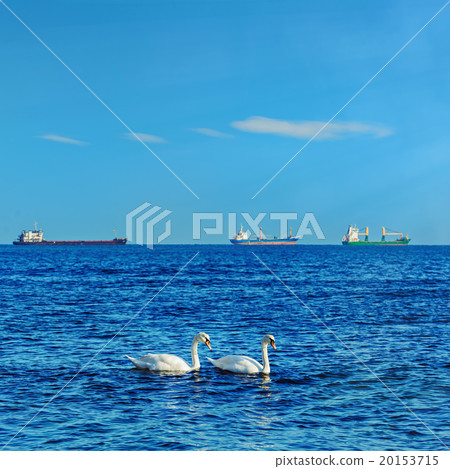 White Swans in the Black Sea 20153715
