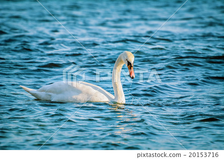 White Swan on Black Sea 20153716