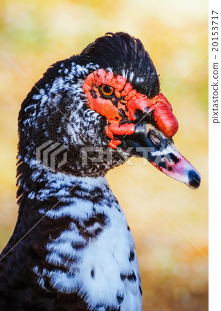 Portrait of Muscovy Duck 20153717