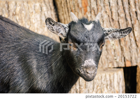 Portrait of Goat Portrait of Goat 20153722
