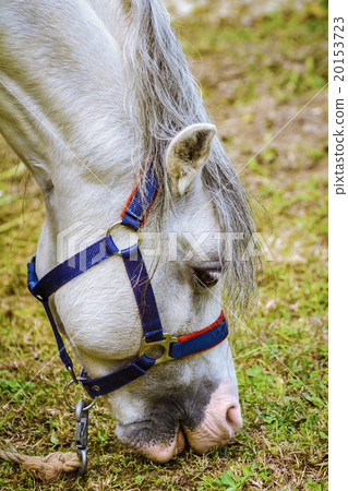 Portrait of Horse Portrait of Horse 20153723