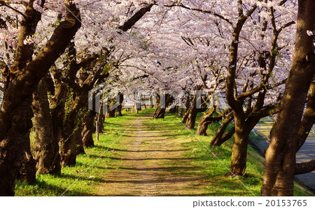 Cherry blossom tunnel 20153765