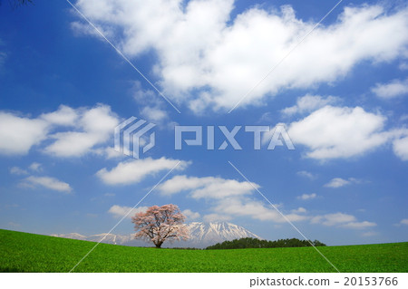 One cherry tree of Koiwai farm 20153766