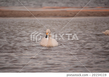 Tundra swan 20154119