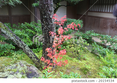 Fall of Kyoto Fall of Kyoto 20154534