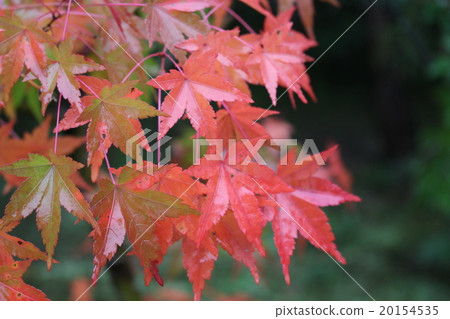 Fall of Kyoto Fall of Kyoto 20154535