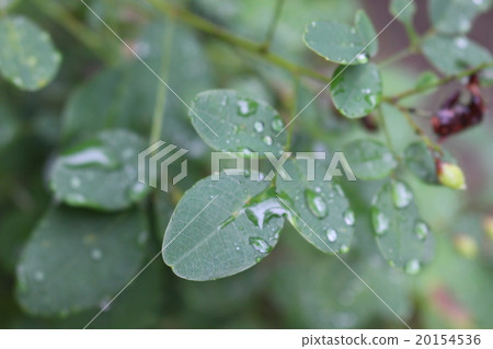 Waterdrops and leaves Waterdrops and leaves 20154536