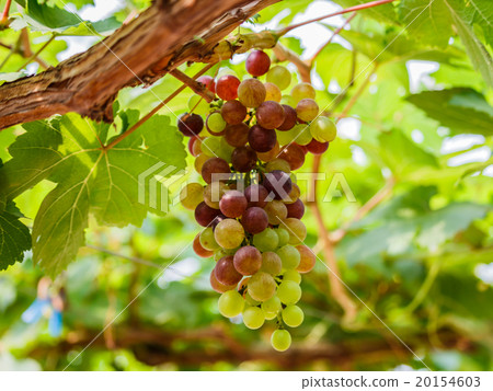 bunch of grapes on the vine with green leaves bunch of grapes on the vine with green leaves 20154603
