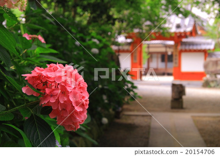 Sai Lin寺廟（Nishiwaki市，兵庫縣）繡球花盛開在繡球花園 20154706