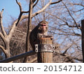 恒河猴（井之頭動物園） 20154712