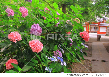 在西林寺（兵庫縣西脅市）盛開的繡球花 20154716