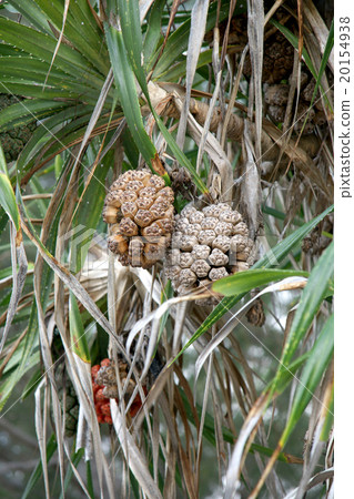 Seeds of sea screw pine (Pandanus tectorius) 20154938
