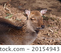 Yakushika（井之頭動物園） 20154943