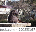 山羊（井之頭動物園） 20155167