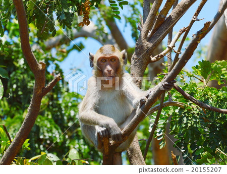 monkey on the branch 20155207
