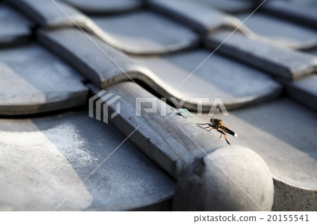 Tile roof 20155541