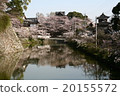 Cherry blossoms at Yamatokoriyama castle 20155572