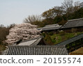 Cherry blossoms in February 20155574