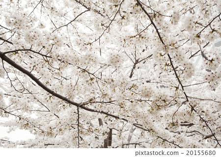 Cherry Blossoms Cherry Blossoms 20155680