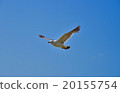 天空 自然 鳥兒 20155754