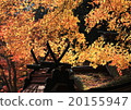 Autumn leaves 20155947
