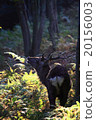 Wild deer 20156003