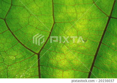 Texture of green leaf and veins Texture of green leaf and veins 20156037