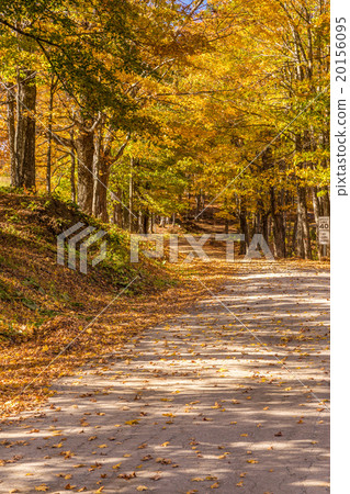 country road in fall, Vermont. 20156095