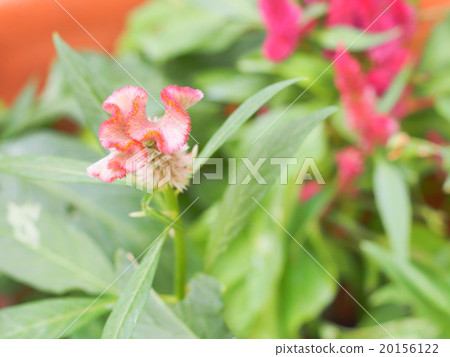 cockscomb pink flower in garden 20156122