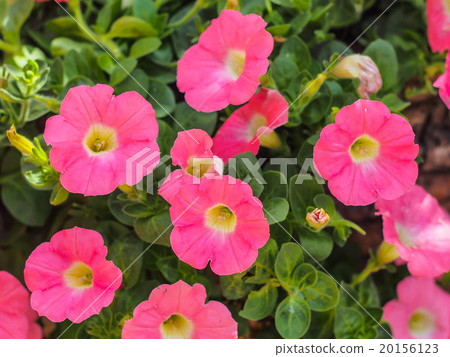 pink flower in the garden 20156123