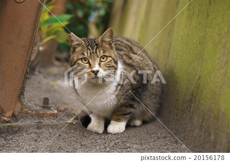 一隻貓 一隻貓 20156178