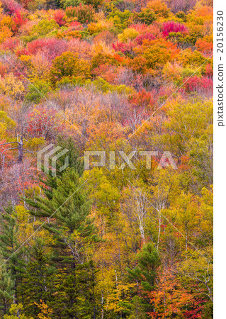 Autumn tree natural background Autumn tree natural background 20156230