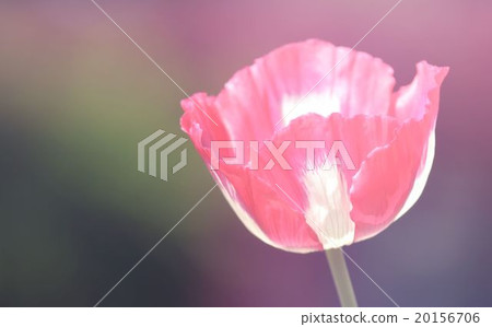 poppy flower 20156706