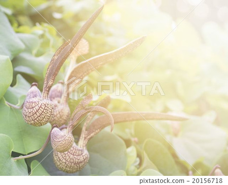 Aristolochia ringens Vahl with flare light Aristolochia ringens Vahl with flare light 20156718