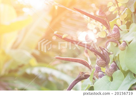 Aristolochia ringens Vahl with flare light Aristolochia ringens Vahl with flare light 20156719