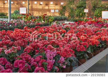 begonia in shop for greenhouse cultivation 20156981