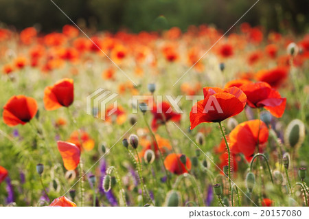 beautiful blooming poppies 20157080