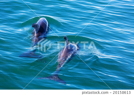Dolphin 20158613