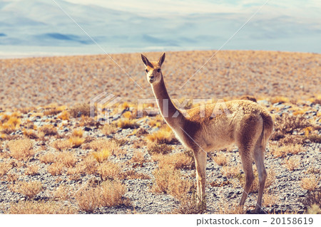 Guanaco Guanaco 20158619