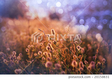 Meadow Meadow 20158631