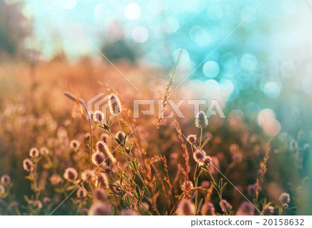 Meadow Meadow 20158632