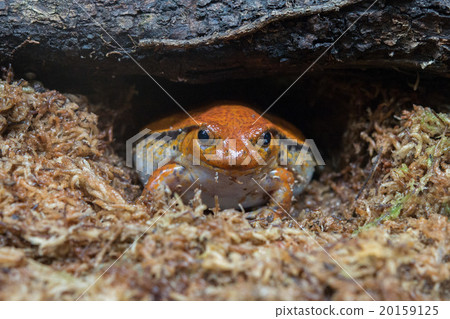 madagascar orange and red endemic frog portrait 20159125