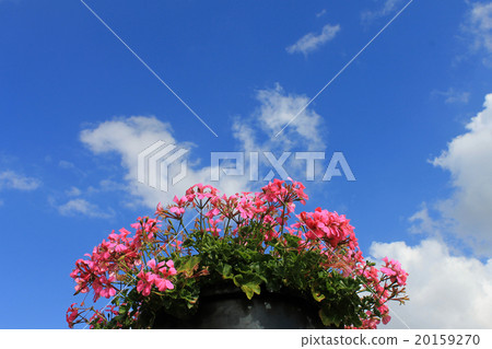 在藍天的桃紅色大竺葵 20159270